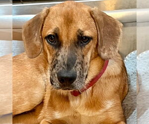 Slinky - Male Mutt Dog for Adoption - Photo #3