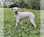 Small Poodle (Miniature)