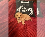 Small Photo #1 Dachshund Puppy For Sale in WELLINGTON, AL, USA