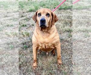 Medium Mutt