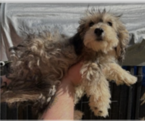 Izzy - Female Mutt Dog for Adoption