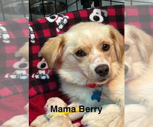 Mutt Dogs for adoption in GILBERTS, IL, USA