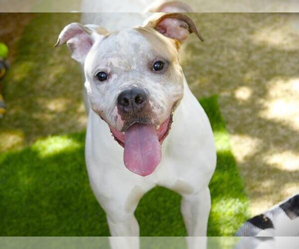 Medium Photo #2 Boxer-Unknown Mix Puppy For Sale in Tallahassee, FL, USA