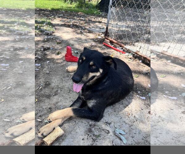 Medium Photo #4 Siberian Husky-Unknown Mix Puppy For Sale in Tracy City, TN, USA