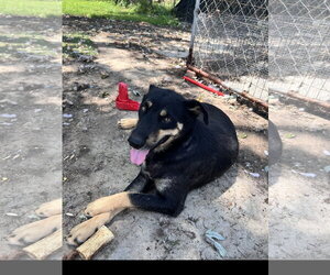 Howard - Male Siberian Husky-Unknown Mix Dog for Adoption - Photo #4