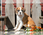 Puppy Korbin Boxer