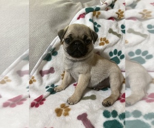 Pug Puppy for Sale in CHATTANOOGA, Tennessee USA