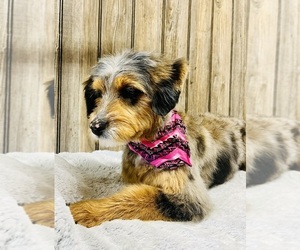 Aussiedoodle Miniature Puppy for sale in HAMILTON, MI, USA
