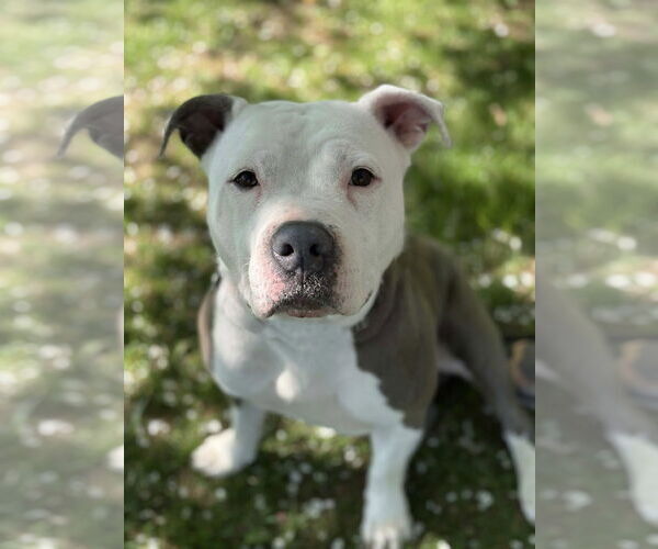 Medium Photo #3 American Pit Bull Terrier-Unknown Mix Puppy For Sale in Spring Lake, NJ, USA
