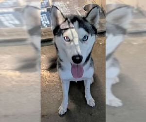 Siberian Husky Dogs for adoption in Crystal, MN, USA