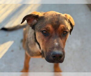 German Shepherd Dog-Unknown Mix Dogs for adoption in Tulsa, OK, USA
