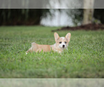 Small Photo #13 Pembroke Welsh Corgi Puppy For Sale in ELKTON, KY, USA