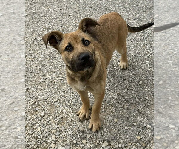 Medium Photo #4 German Shepherd Dog-Unknown Mix Puppy For Sale in Evansville, IN, USA
