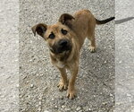 Small #3 German Shepherd Dog Mix