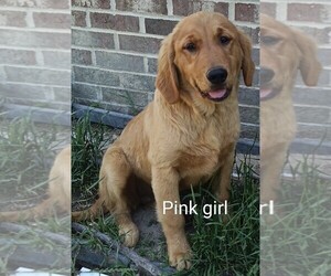 Golden Retriever Puppy for sale in WAKE FOREST, NC, USA