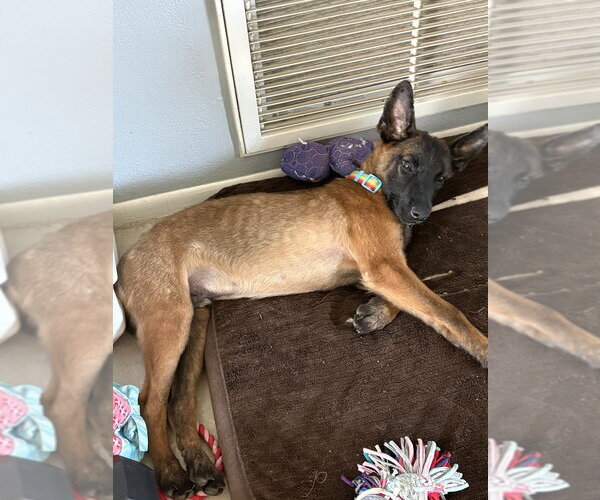 Medium Photo #1 Mutt Puppy For Sale in Imlay City, MI, USA