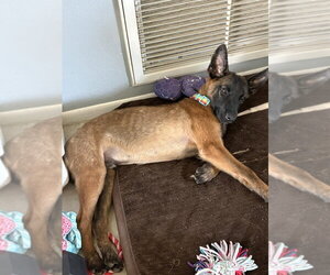 Mutt Dogs for adoption in Imlay City, MI, USA