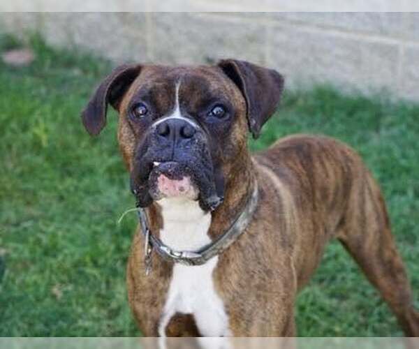 Medium Photo #2 Boxer Puppy For Sale in Dumont, NJ, USA