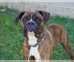 Small #1 Boxer