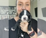 Small #51 Bernedoodle