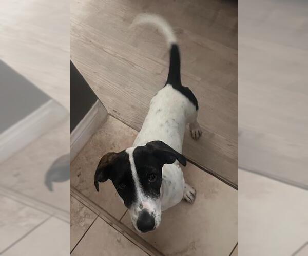 Medium Photo #2 Basset Hound-Unknown Mix Puppy For Sale in Los Angeles, CA, USA