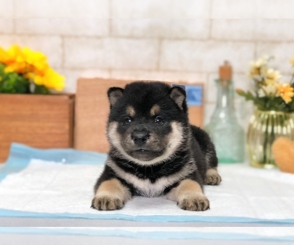 Medium Photo #7 Shiba Inu Puppy For Sale in SAN DIEGO, CA, USA