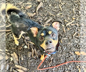 Chipin Dogs for adoption in Lawrenceville, NJ, USA