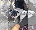 Small #2 Pug