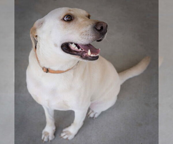 Medium Photo #3 Labrador Retriever Puppy For Sale in Wilmington, NC, USA