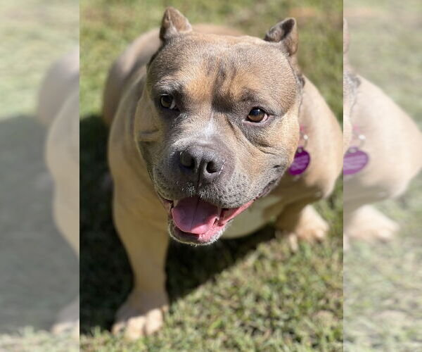 Medium Photo #5 American Bulldog-Unknown Mix Puppy For Sale in Lakemont, GA, USA