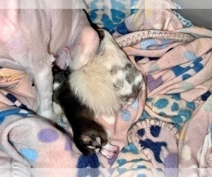 Pomeranian Puppy for sale in HAYWARD, CA, USA