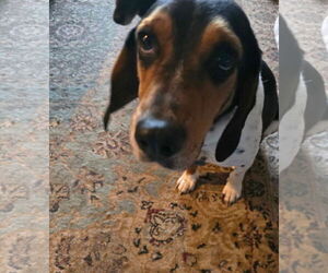 Beagle-Unknown Mix Dogs for adoption in Westwood, NJ, USA