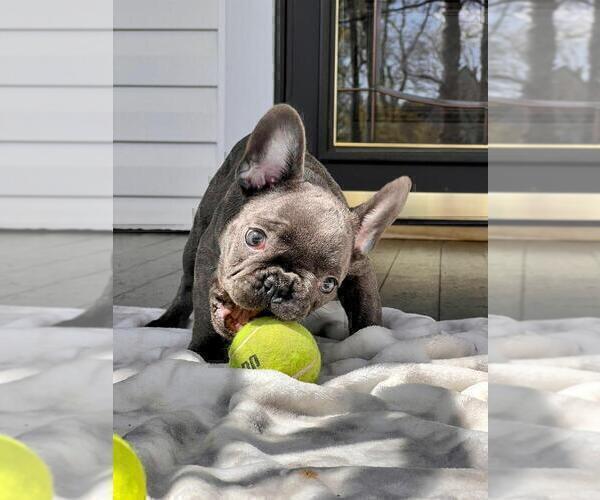 Medium Photo #1 French Bulldog Puppy For Sale in BROOKLYN, NY, USA