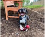 Small #1 American Pit Bull Terrier