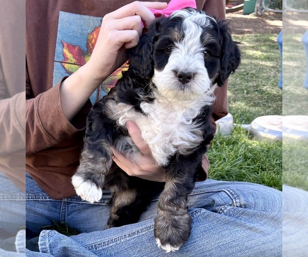 Medium Photo #2 Bernedoodle (Miniature) Puppy For Sale in ROY, UT, USA