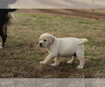 Small Photo #13 Labrador Retriever Puppy For Sale in ROCKWOOD, TN, USA