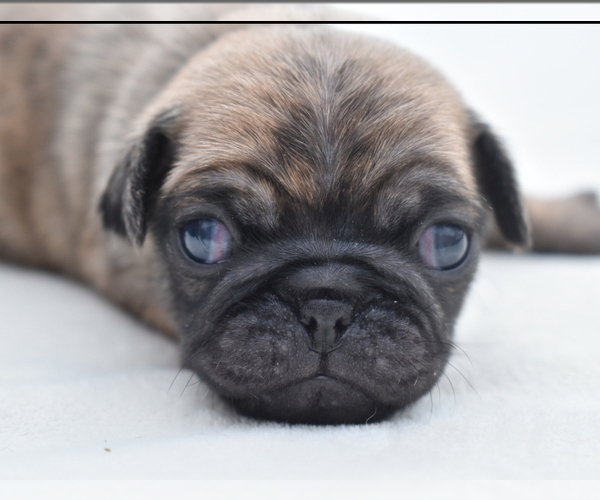Medium Photo #3 Pug Puppy For Sale in PALM COAST, FL, USA