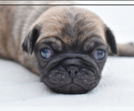 Small #2 Pug