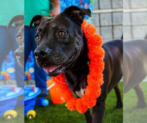 Mutt Dogs for adoption in Rowlett, TX, USA