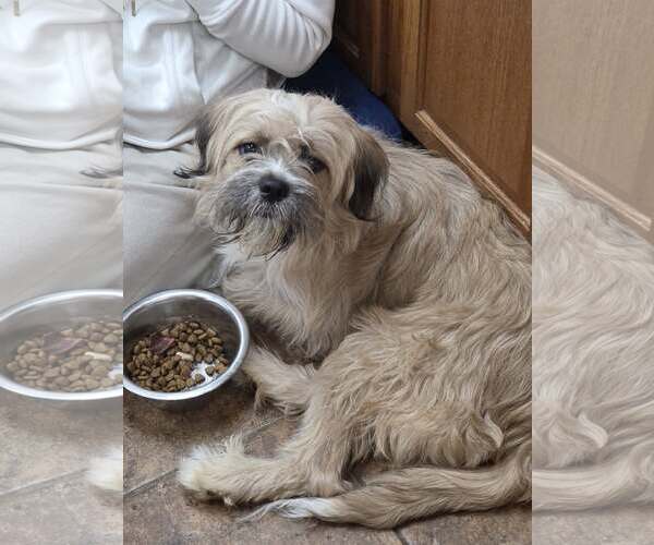 Medium Photo #1 Shih Tzu-Unknown Mix Puppy For Sale in Martinsburg, WV, USA