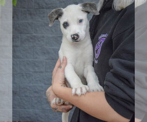 Medium Photo #4 Catahoula Leopard Dog-Labrador Retriever Mix Puppy For Sale in Huntley, IL, USA
