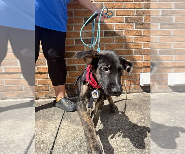 Medium Photo #4 Mutt Puppy For Sale in Candler, NC, USA