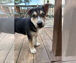 Small #6 Siberian Husky Mix