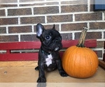Small Photo #5 French Bulldog Puppy For Sale in HOCKESSIN, DE, USA