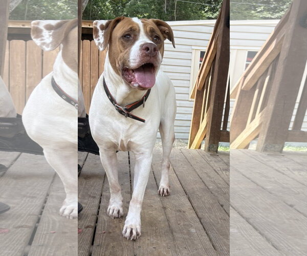 Medium Photo #3 Bulldog-Unknown Mix Puppy For Sale in Wetumpka, AL, USA