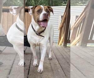 261181  Webby - Male Bulldog-Unknown Mix Dog for Adoption - Photo #3