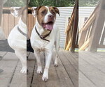 Small #2 Bulldog Mix