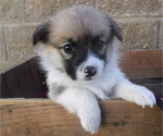 Small Photo #1 Pembroke Welsh Corgi Puppy For Sale in REDDING, CA, USA