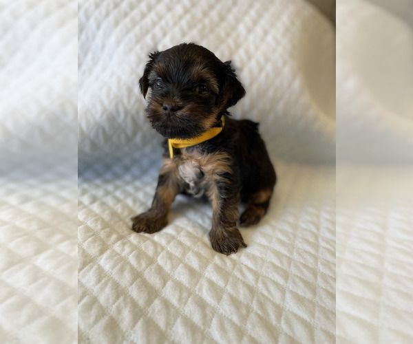 Full screen Photo #12 Yorkshire Terrier Puppy For Sale in ORLANDO, FL, USA
