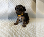 Small Photo #12 Yorkshire Terrier Puppy For Sale in ORLANDO, FL, USA